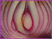 2nd Nov 2011 - Onion