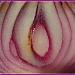 Onion by olivetreeann