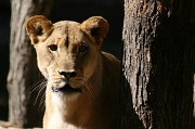 2nd Nov 2011 - The Mama Lion