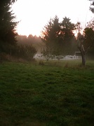 3rd Nov 2011 - Misty Morning Meadow