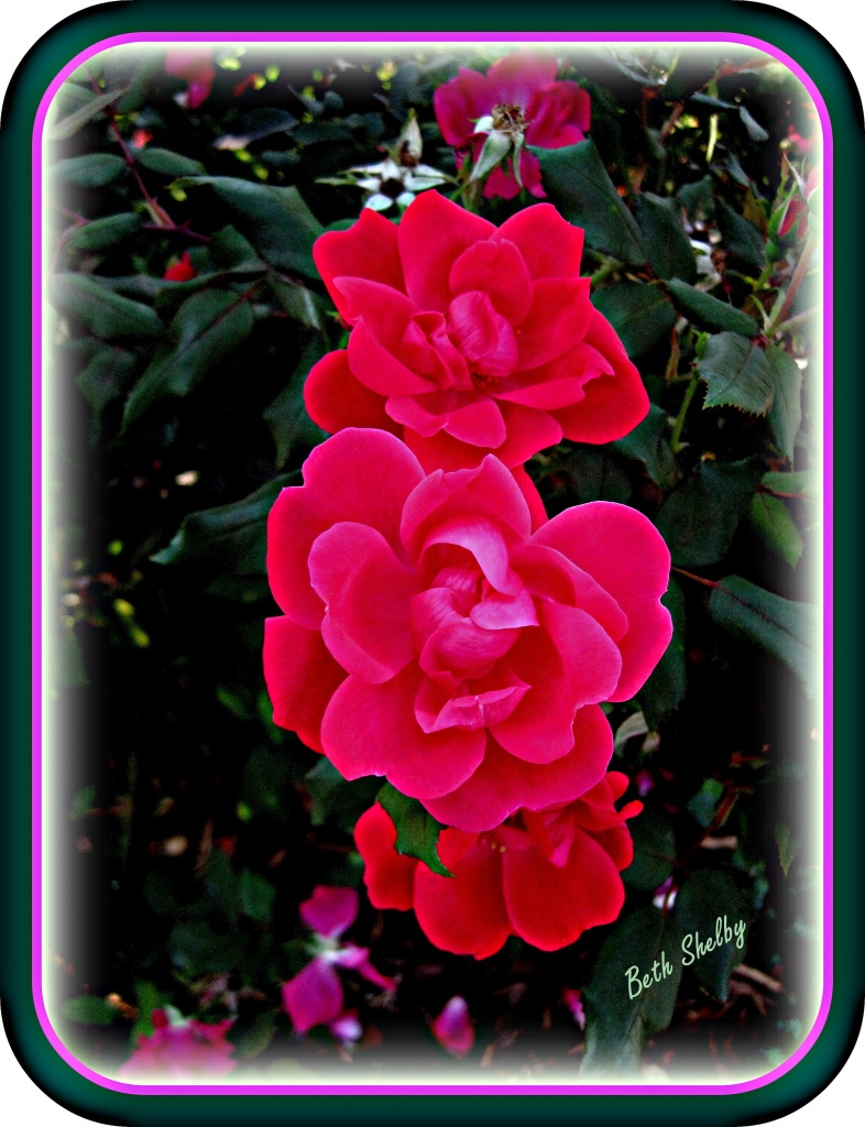 Roses by vernabeth