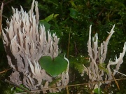 3rd Nov 2011 - Sea coral love?