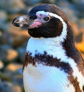 19th Oct 2011 - Penguin