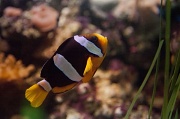 29th Oct 2011 - Nemo found - Maryport Aquarium