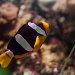 Nemo found - Maryport Aquarium by netkonnexion