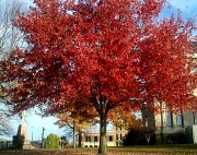 1st Nov 2011 - The Red Tree