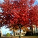 The Red Tree by ellesfena