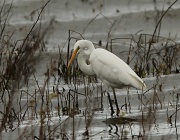 3rd Nov 2011 - At last, I have wanted to get a shot of an egret for a while and finally I found  Great Egret 