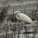 At last, I have wanted to get a shot of an egret for a while and finally I found  Great Egret  by lbmcshutter