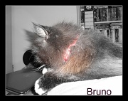3rd Nov 2011 - Bruno
