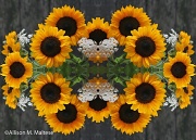 3rd Nov 2011 - Sunflower Collage
