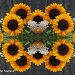 Sunflower Collage by falcon11