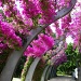 Southbank Bouganvillia Archway by loey5150