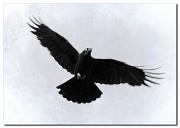 3rd Nov 2011 - raven