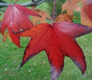 4th Nov 2011 - Pointed leaves