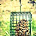 For the Birds  by mej2011