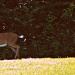 Oh Deer!  by mej2011
