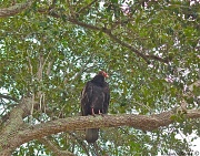 3rd Nov 2011 - Turkey Vulture