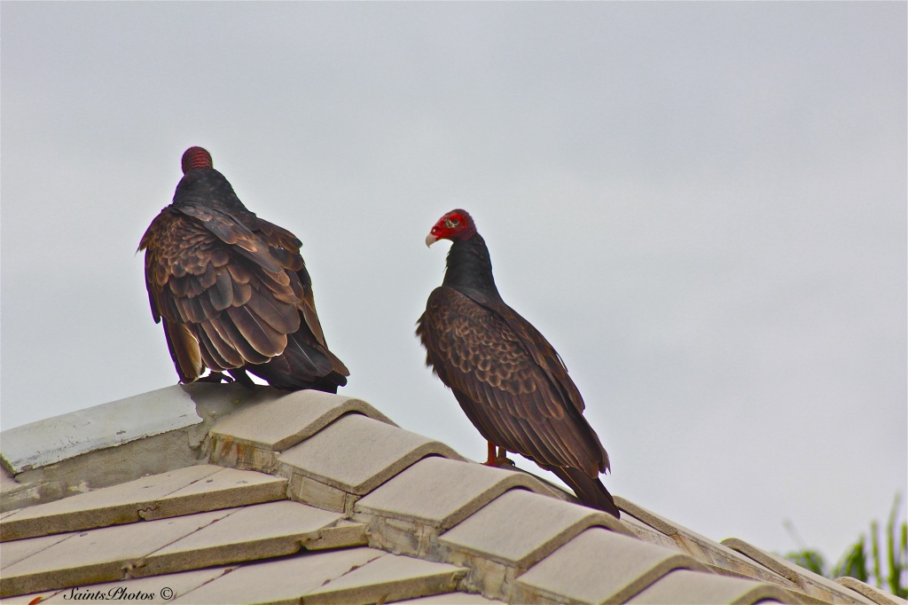  More Turkey Vultures by stcyr1up