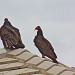  More Turkey Vultures by stcyr1up