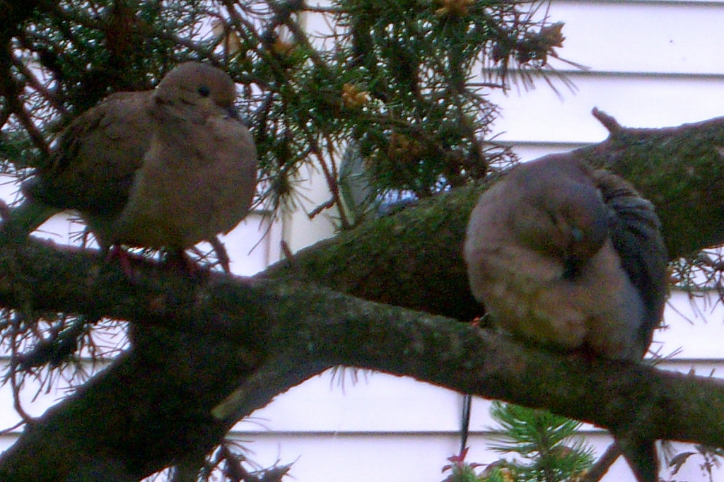 A pair of mourning doves by bruni