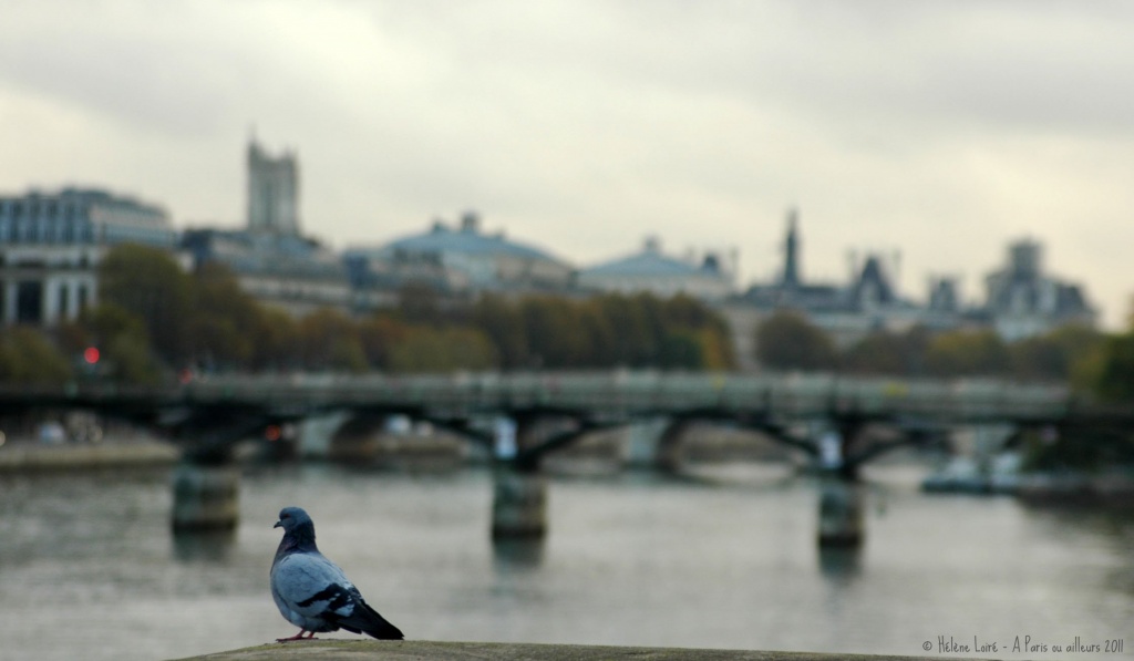Pigeon's view by parisouailleurs
