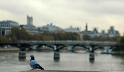 4th Nov 2011 - Pigeon's view