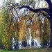 Weeping willow by haagjes