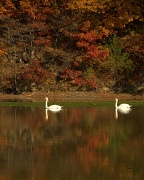 4th Nov 2011 - Swan Lake