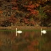 Swan Lake by jayberg