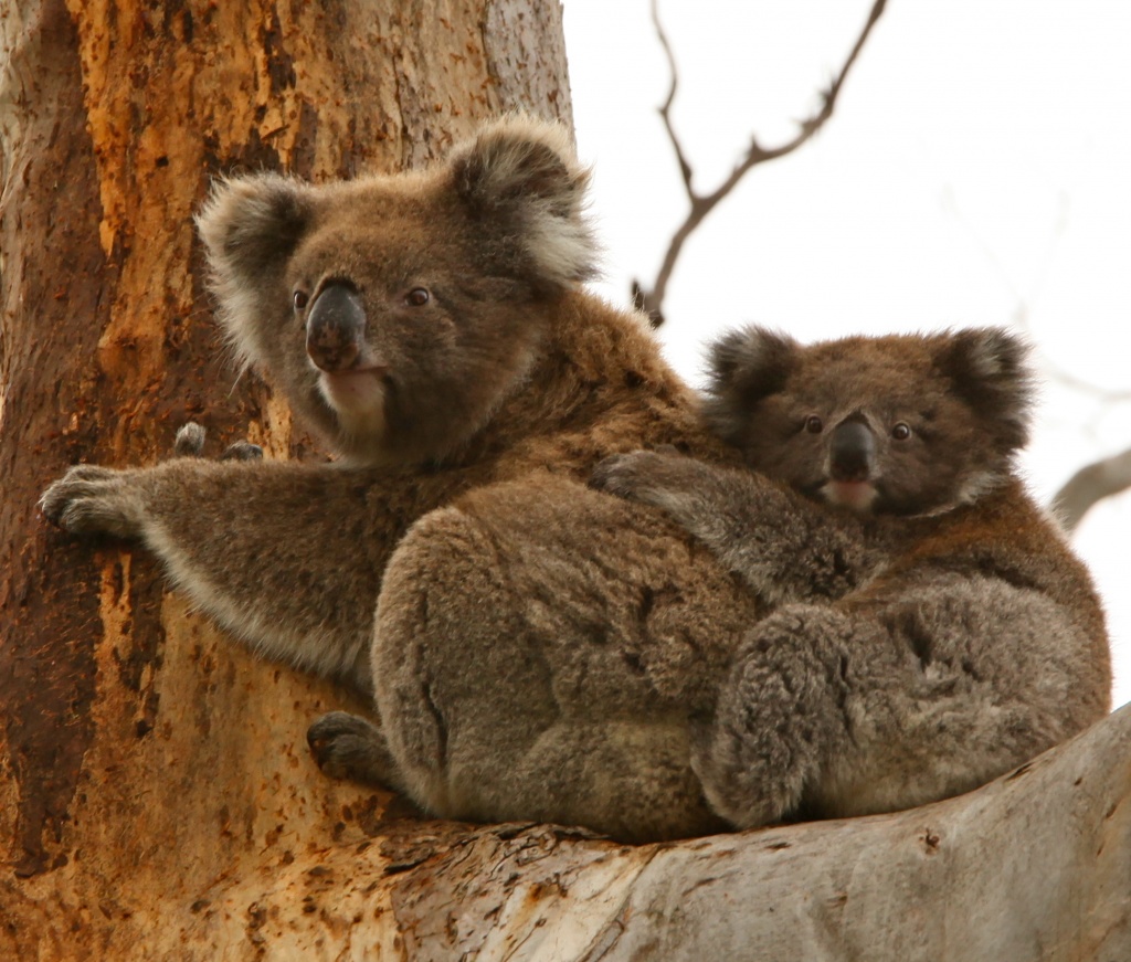 Piggyback ride - Koala and her joey by lbmcshutter