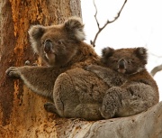 5th Nov 2011 - Piggyback ride - Koala and her joey