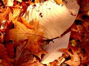 4th Nov 2011 - Leaves in Towner's Woods
