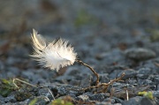 4th Nov 2011 - Light as a Feather