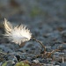 Light as a Feather by lauriehiggins