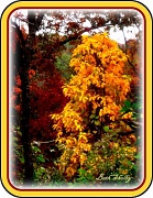 5th Nov 2011 - Golden Tree
