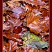 Autumn leaves by judithdeacon