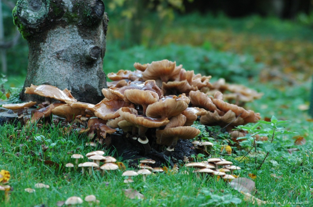 Mushrooms by parisouailleurs