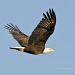 Bald Eagle Flying by twofunlabs