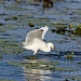 Snowy Egret Hunting by twofunlabs