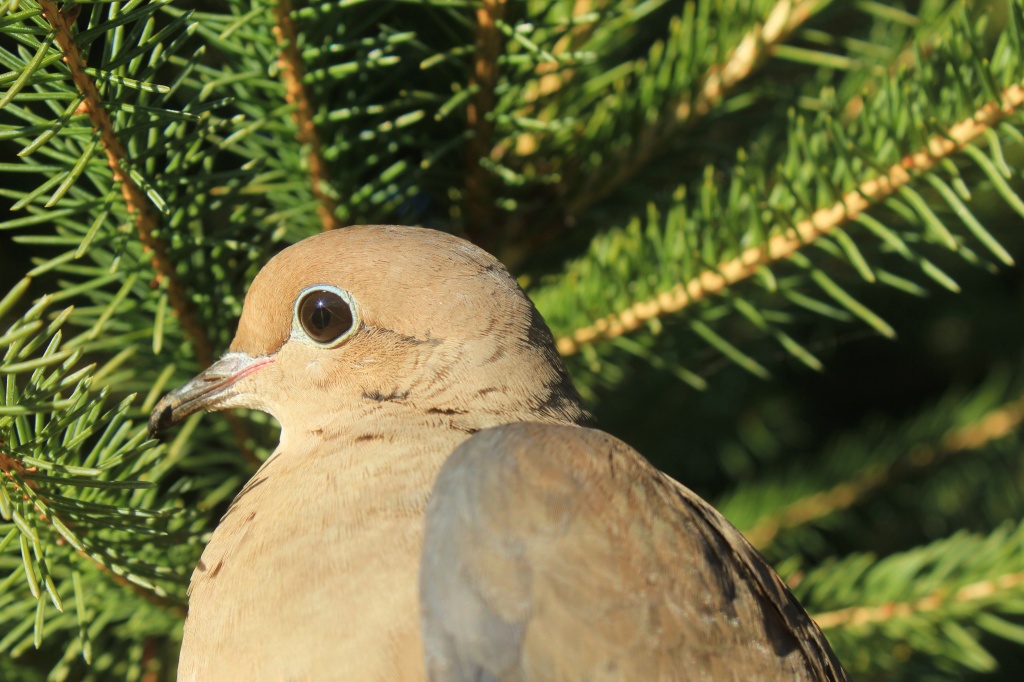 Mourning Dove by mandyj92