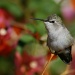 Hummingbird And Pink Flowers by kerristephens