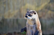 5th Nov 2011 - Baby Otter