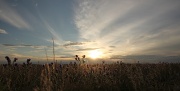 6th Nov 2011 - even road side weeds take on a magical quality as the sun sets