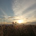even road side weeds take on a magical quality as the sun sets by lbmcshutter