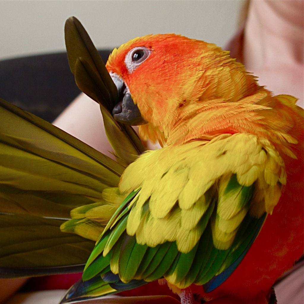 Preening parrots by alia_801