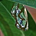 cocoon by corymbia