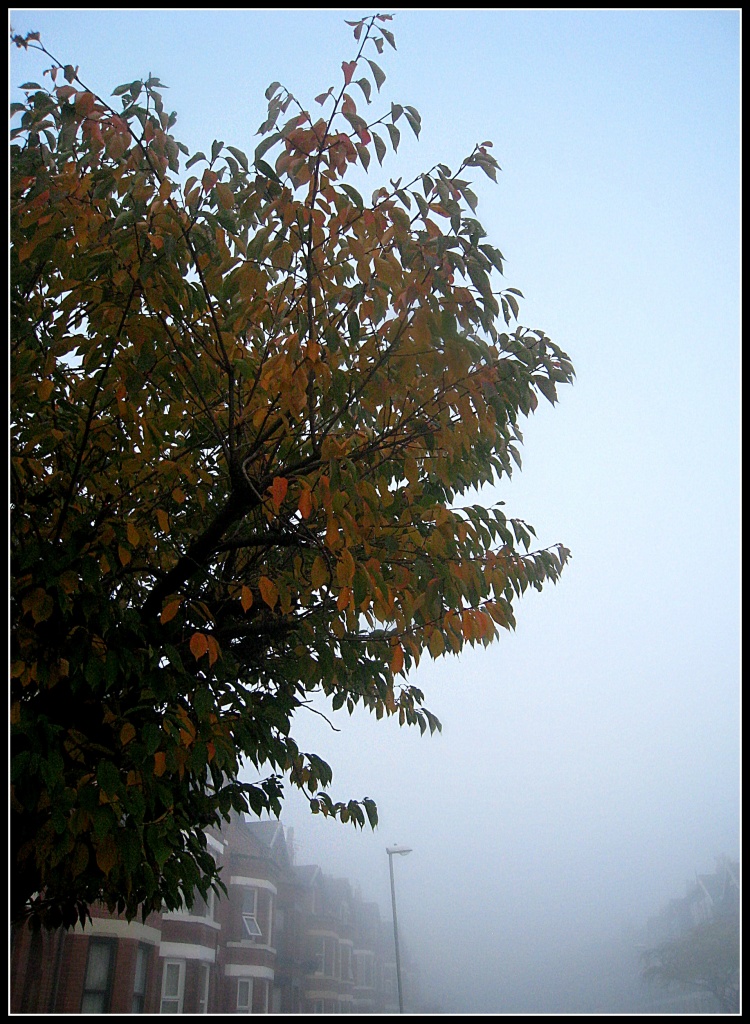 Tree in November - foggy morning by sarahhorsfall