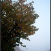 Tree in November - foggy morning by sarahhorsfall