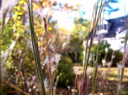 6th Nov 2011 - Selective Focus - Experiment in Digital - Day 2